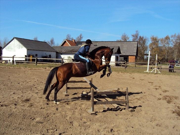 Fuldblod (XX) Amiga - Ferie :D  billede 7