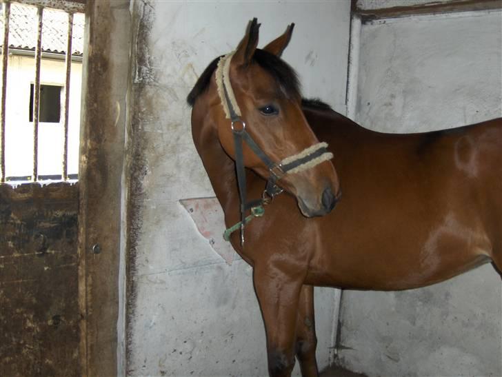 Fuldblod (XX) Amiga - Moar ? er det dig ?  billede 8