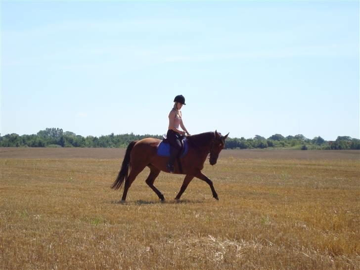 Fuldblod (XX) Amiga - Jeg elsker dig Amiga ! ´ ( L ) billede 9