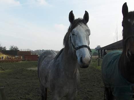 Oldenborg Balou billede 1