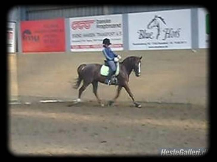 Anden særlig race Malaika R.I.P - ¨dressurponyen er tilbage (: fra oktober 2007 billede 11