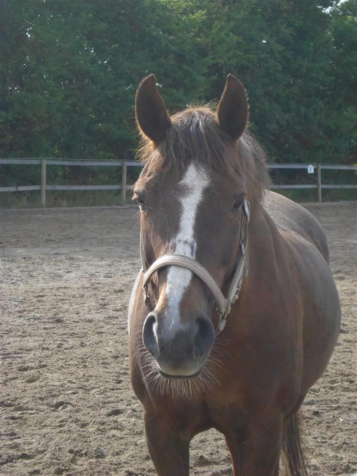 Anden særlig race Malaika R.I.P - tykke malaika - sommer 2008 billede 12