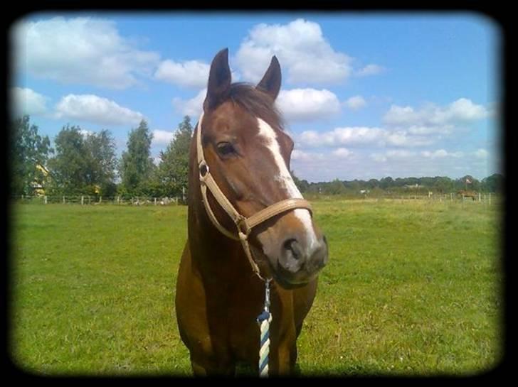 Anden særlig race Malaika R.I.P - elsker det her billede (: <3 - sommer 2008 billede 13
