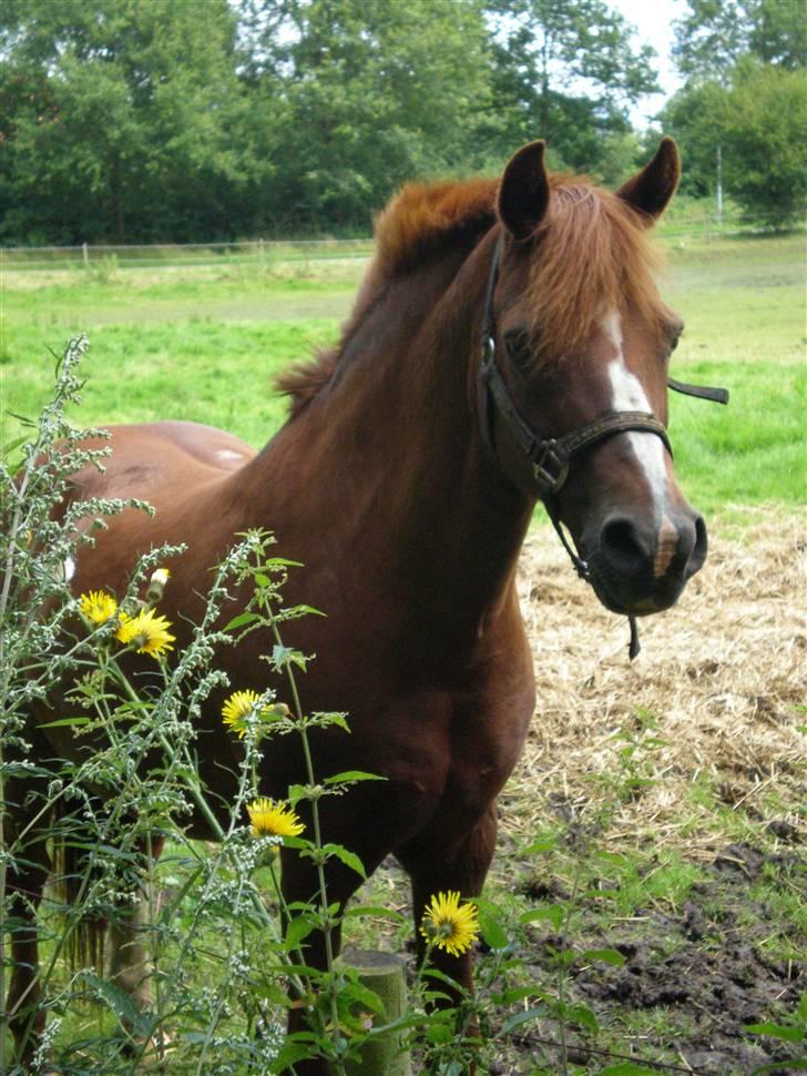 Anden særlig race Snoopy - Elevpony - jaa sommerferie!! billede 1