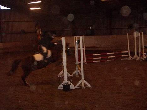 Anden særlig race Snoopy - Elevpony - ld springningen<3  billede 4