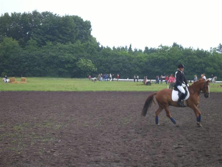 Anden særlig race Aschia - SOLGT - opvarmning til BL3 (: Juni 2007 .. stævne i Kragelund <3 billede 4