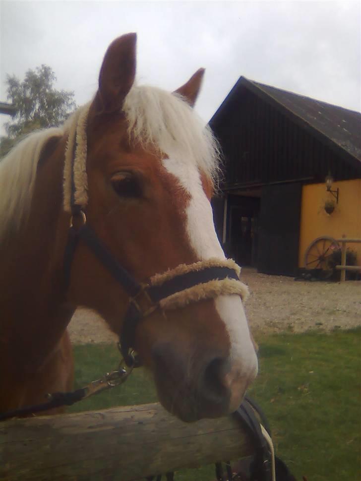 Haflinger Laura billede 3