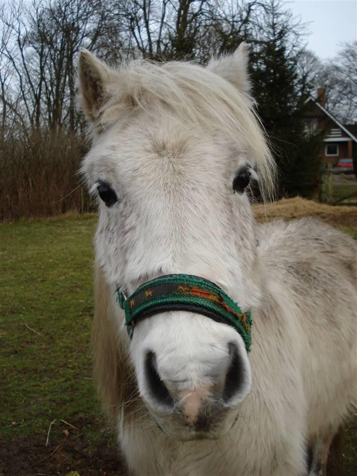 Shetlænder ~Mozart~ <3 - Han spiser lidt hø og halm.. yhm det elsker han bare :D billede 8
