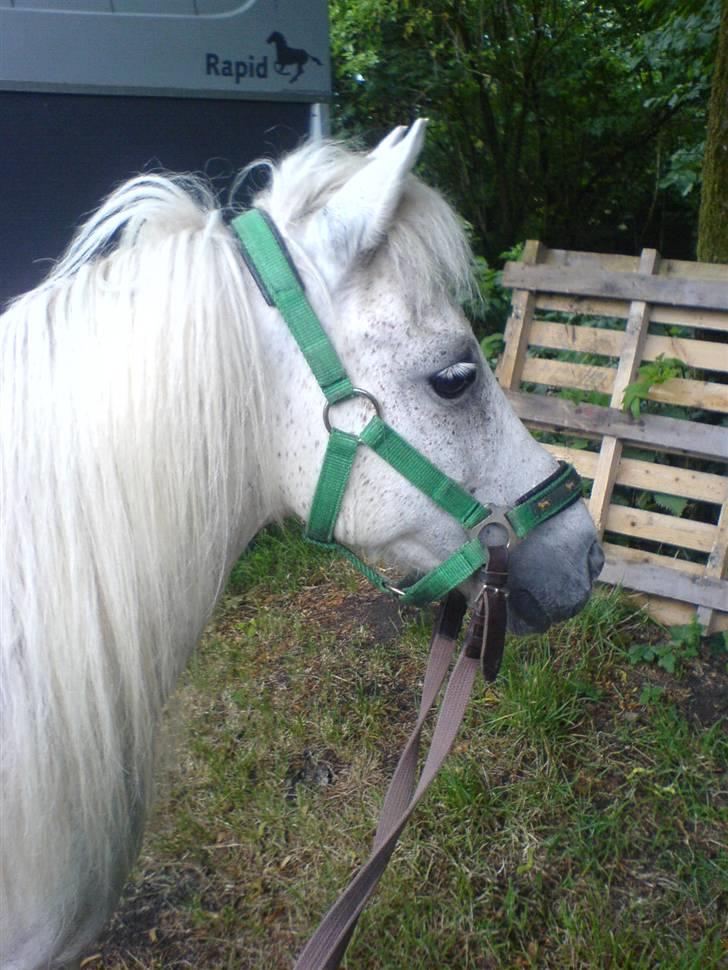 Shetlænder ~Mozart~ <3 - Der er han igen den smukke <33 billede 9