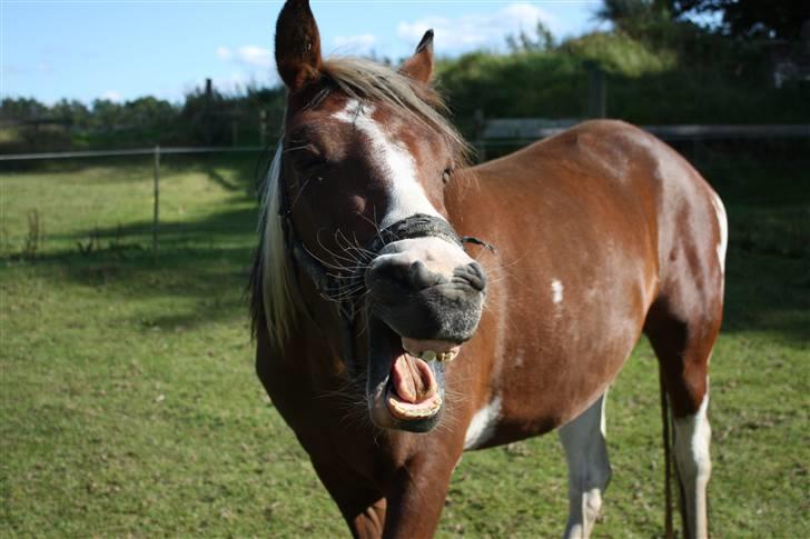 Anden særlig race Bella Luna - mit alt!<3 - 15# Gaab. :D Foto: Lea Poulsen/Mig. billede 13