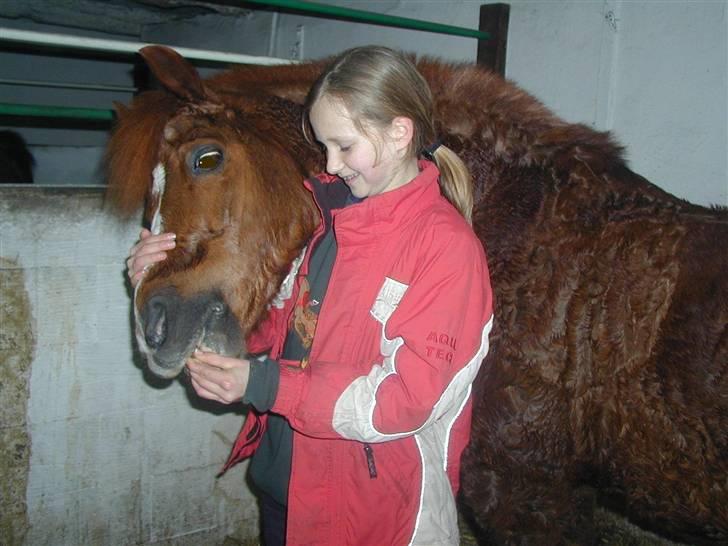 Anden særlig race Snoopy - Elevpony - hhaha :P :P  se hvor han krøller? :P hehe, efter en HÅRD stævnedag! <´3 billede 7