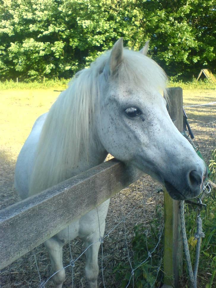 Shetlænder ~Mozart~ <3 - *Du er jo en dejliig ponze* billede 10