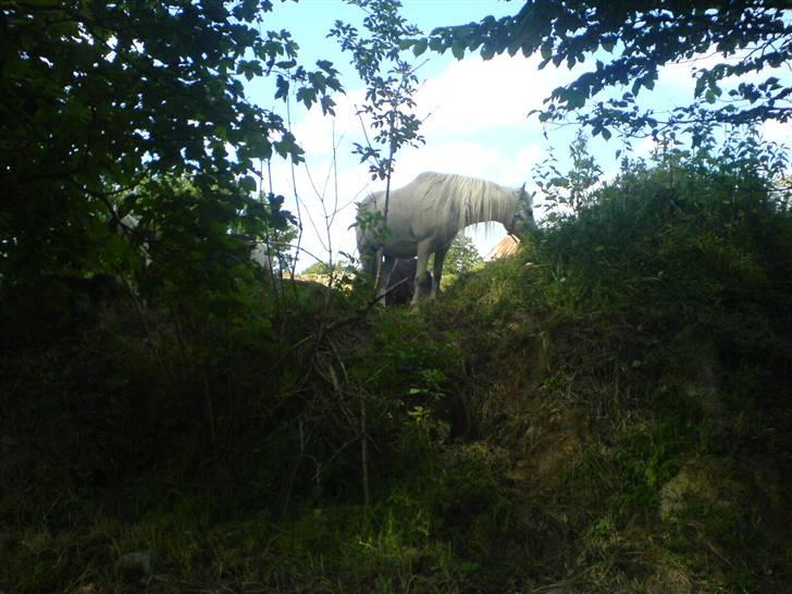 Shetlænder ~Mozart~ <3 - (: <3. billede 11