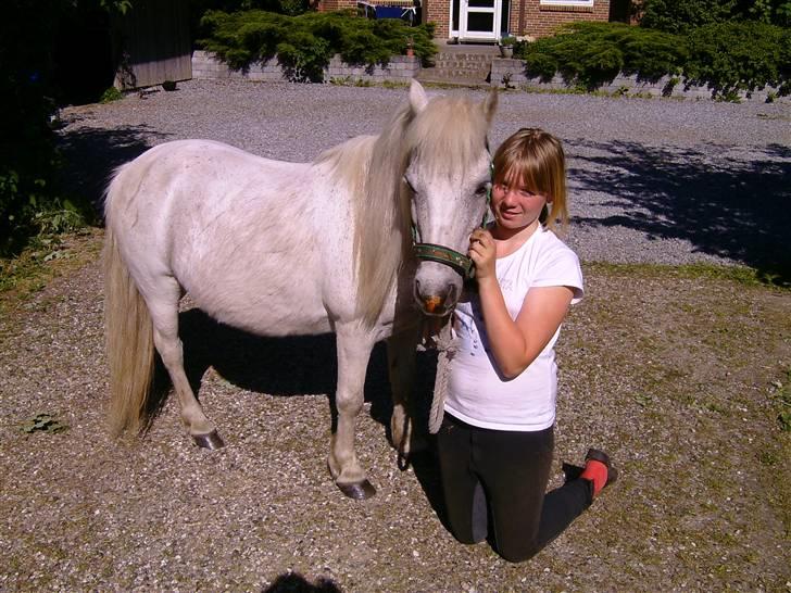 Shetlænder ~Mozart~ <3 - YHM..  billede 12