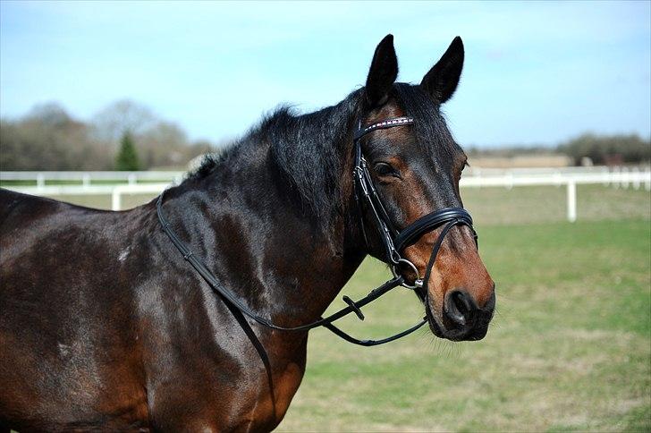 Pinto Whitney - Whitney står model billede 5