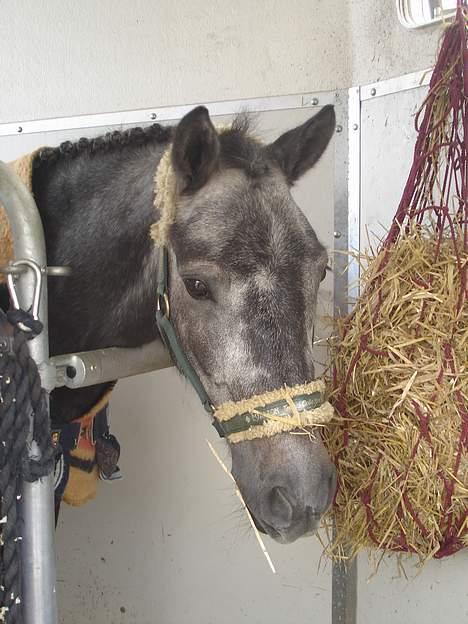 Anden særlig race Lucky /solgt billede 1