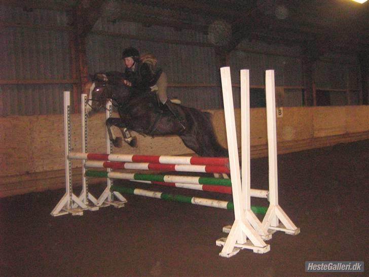 Anden særlig race Tilde - vinteren 08' billede 4