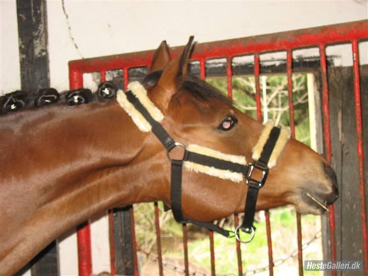 Anden særlig race Cherie - Min Cellerii  <´3   billede 8