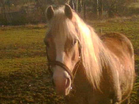 Haflinger Felix - felix på sin fold,. billede 1