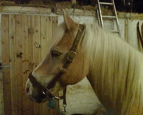 Haflinger Felix - i stalden billede 2