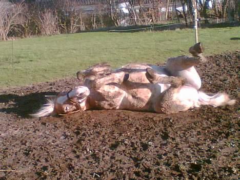 Haflinger Felix - dejlig rulletur i jorden billede 3