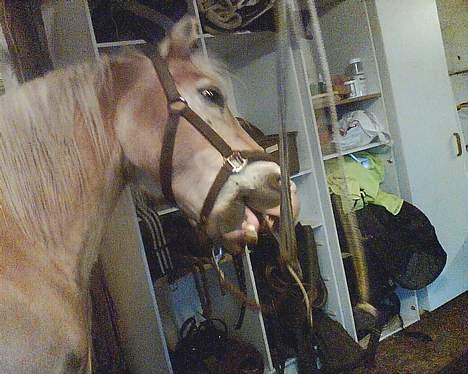 Haflinger Felix - det klør også: billede 4