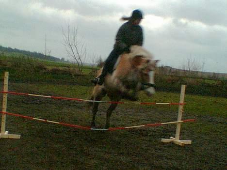 Haflinger Felix - mig og felix der springer billede 5