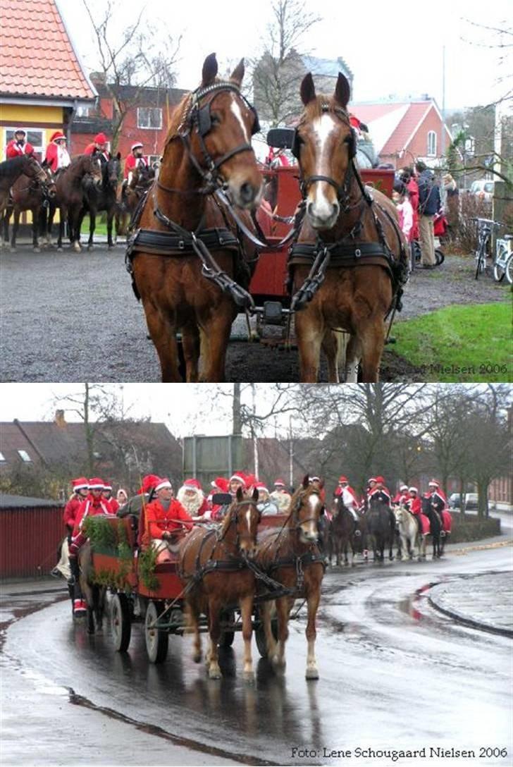 Frederiksborg Engkildegårds Asmun - Asmun (til venstre i billederne) som MEGET ung - for vogn i et juleopptog på Bornholm billede 3