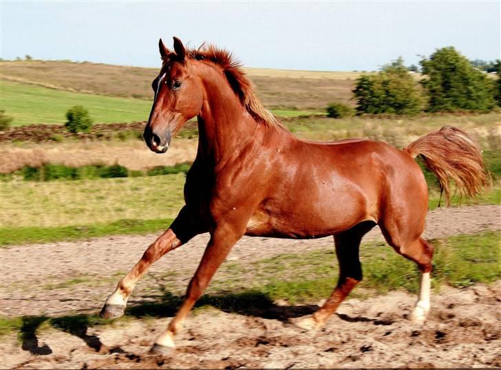 Frederiksborg Engkildegårds Asmun - Fri hest. Asmuns majestætiske naturlige holdning billede 8