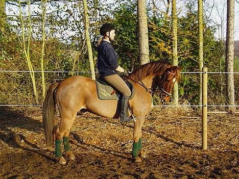 New Forest Tayson billede 1