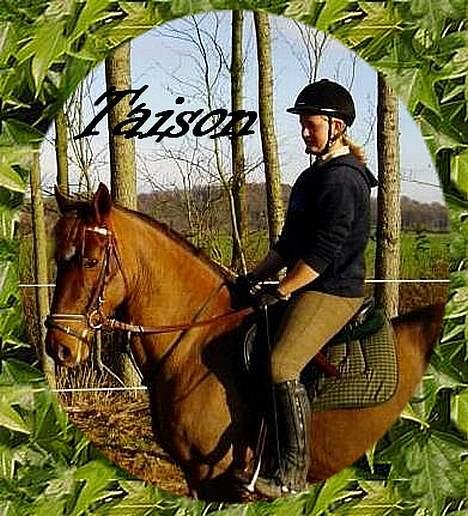 New Forest Tayson billede 2