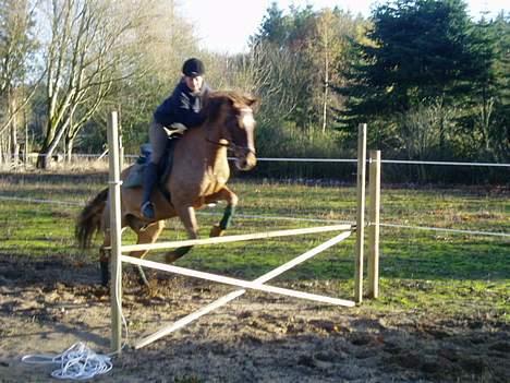 New Forest Tayson billede 3