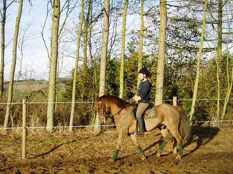 New Forest Tayson billede 4