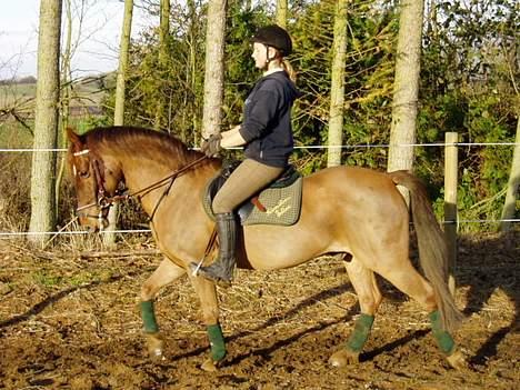 New Forest Tayson billede 5