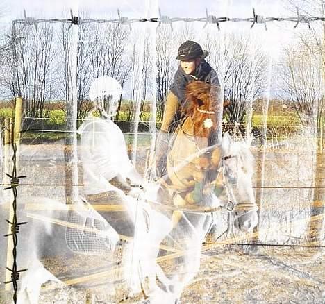 New Forest Tayson billede 6