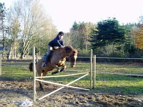 New Forest Tayson billede 7