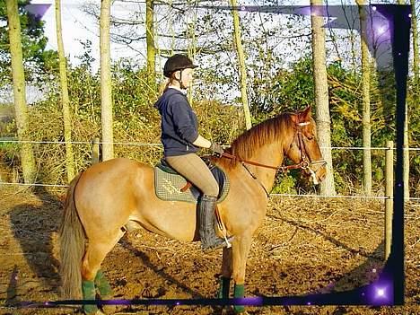 New Forest Tayson billede 8