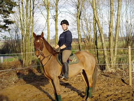 New Forest Tayson billede 9