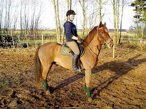 New Forest Tayson billede 10