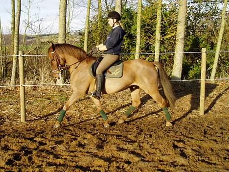 New Forest Tayson billede 11