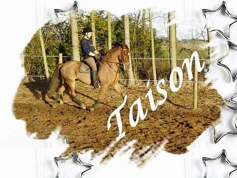 New Forest Tayson billede 12