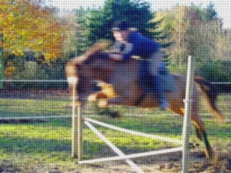 New Forest Tayson billede 13