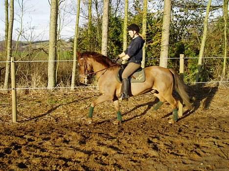 New Forest Tayson billede 14