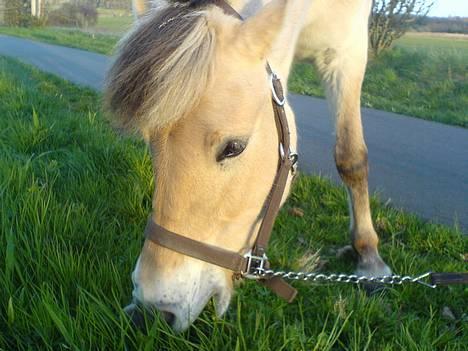 Fjordhest bonni - haiiiiiiiii  billede 1