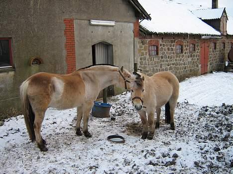 Fjordhest bonni - bonni i sne billede 2