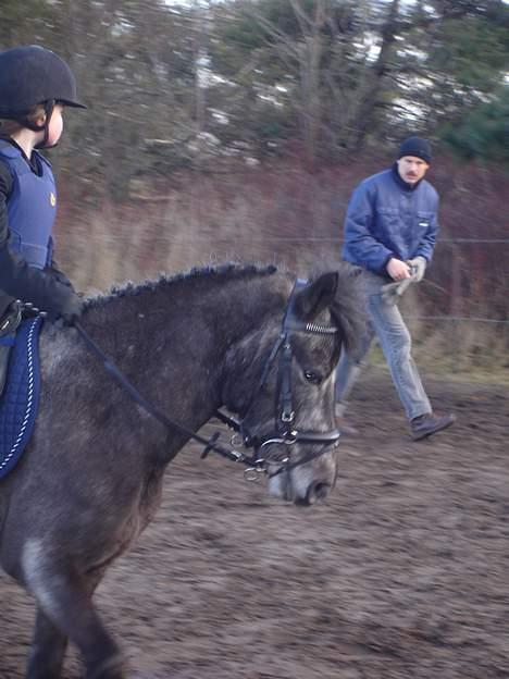 Anden særlig race Lucky /solgt billede 12