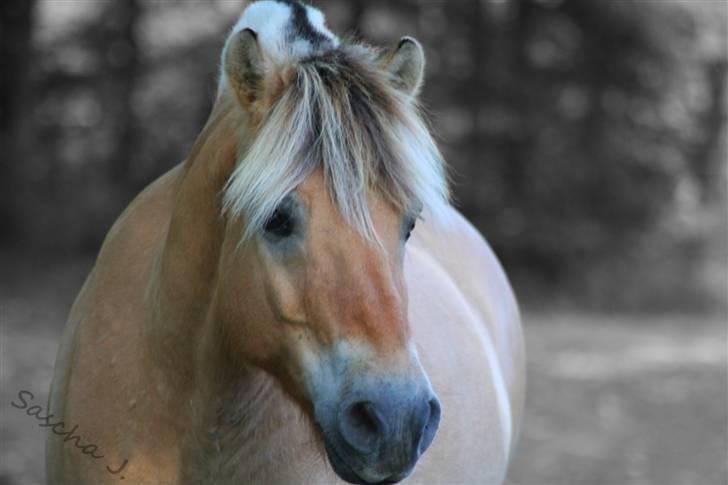 Fjordhest Asterix jakobsgaard - Foto: Mig billede 6