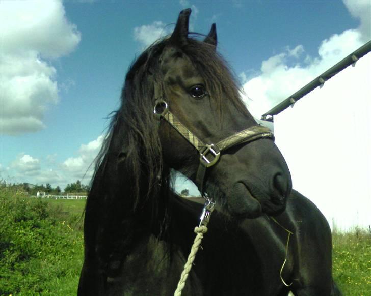 Frieser Hotse - † R.I.P † - Mobil billede..  billede 3