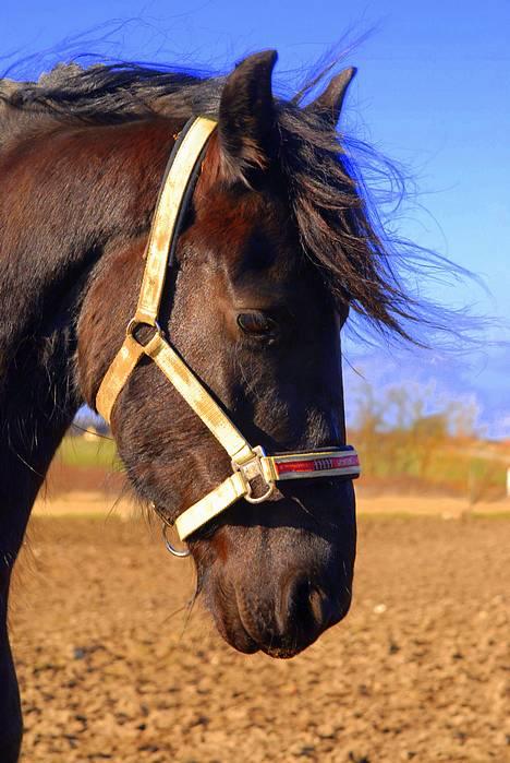 Frieser Hotse - † R.I.P † - Hotte.. ): (Foto: Animal-Print.dk) billede 4