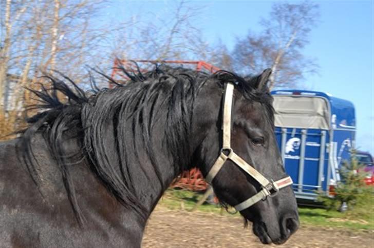 Frieser Hotse - † R.I.P † - Den smukkeste :´) (Foto: A-P) billede 8